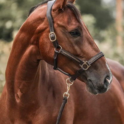 2025 – Pferde Adventskalender