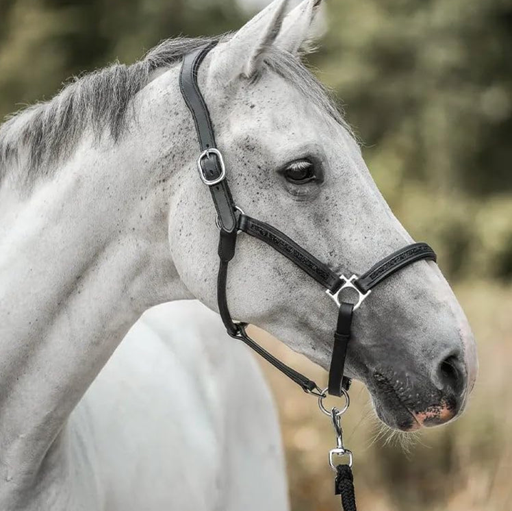 2025 – Pferde Adventskalender